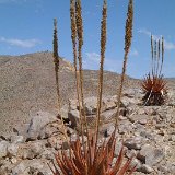 Aloe gariepensis, Umdaus, RSA ©JL Dscf3313.jpg